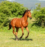 Nevada Galopp