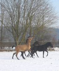 Toben im Winter