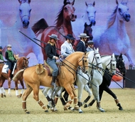 Trigo Equitana2015