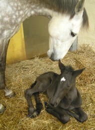 Indigo mit Mama Valsa